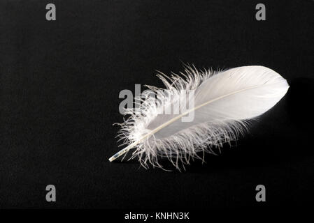 Small fluffy white single bird feather on a black background with copy space viewed lying flat Stock Photo