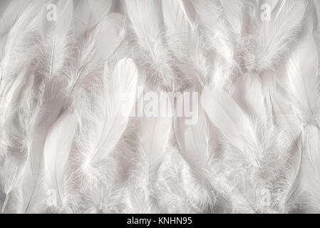 White feathers background, close-up full frame image of furry snow white contour feathers composed as soft carpet, viewed from above Stock Photo