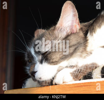 Tabby cat laying in the sun Stock Photo