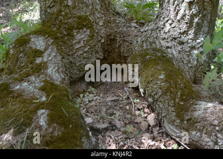 mossy roots of the foot of an oak and a shallow hollow closeup Stock Photo