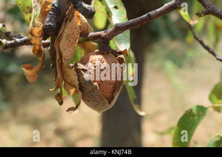 Almond growing on the almond tree. Stock Photo