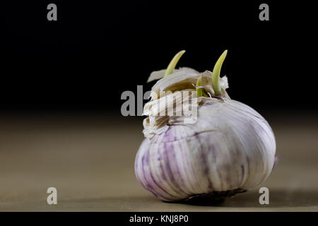 Sprouting cloves of garlic on a wooden table. Garlic with young sprouts. Black background. Stock Photo