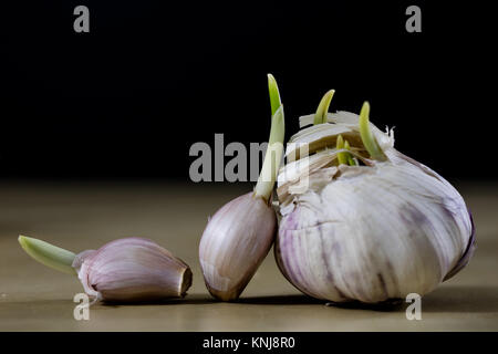 Sprouting cloves of garlic on a wooden table. Garlic with young sprouts. Black background. Stock Photo