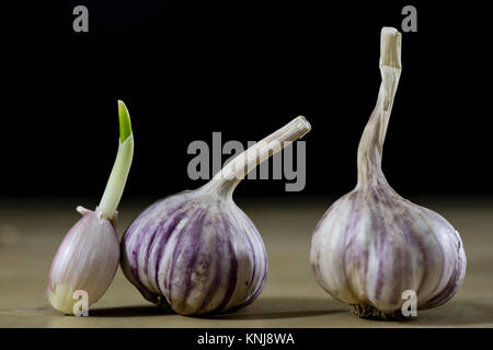 Sprouting cloves of garlic on a wooden table. Garlic with young sprouts. Black background. Stock Photo