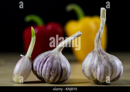 Sprouting cloves of garlic on a wooden table. Garlic with young sprouts. Black background. Stock Photo