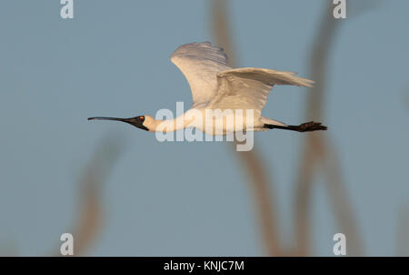 A Royal Spoonbill, Platalea regia, in flight over an Australian wetland Stock Photo