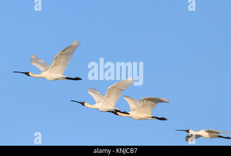 A flock of Royal Spoonbills, Platalea regia, in flight with a blue sky background Stock Photo