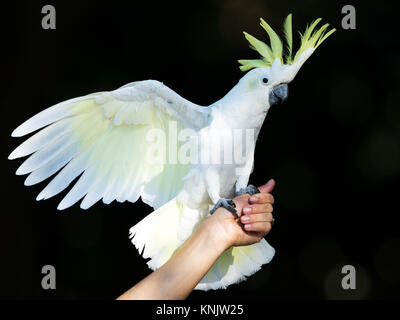 Miami, Forida, USA. 9th Dec, 2013. Canary Credit: Bill Frakes/ZUMA Wire/Alamy Live News Stock Photo