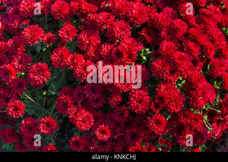 Bouquet of red-yellow chrysanthemums. Annuals chrysanthemum background