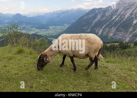 View from Rossfeld panorama mountain road with grazing sheep Stock Photo