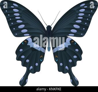 Beautiful butterfly isolated on a white background Stock Vector
