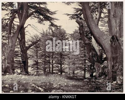 Cedars Of Lebanon Ca 1857 Albumen Silver Print From Glass Stock