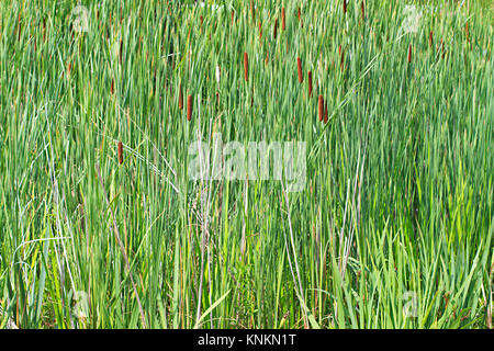 Tall grass and reeds nature background Stock Photo