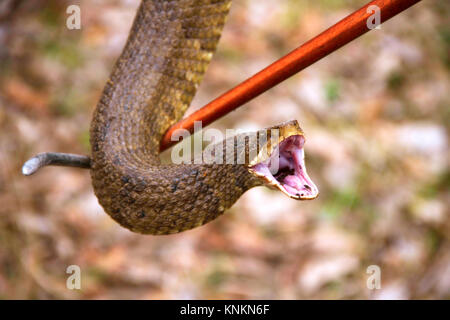 Cottonmouth (Agkistrodon piscivorus) on a snake stick, showing open mouth warning Stock Photo