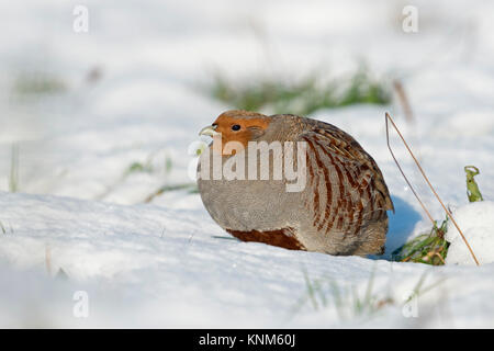 Grey Partridge / Rebhuhn ( Perdix perdix ), adult, walking, sneaking through fresh fallen snow, on a really nice sunny winter day, wildlife, Europe. Stock Photo