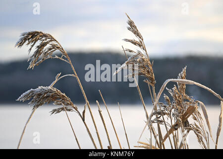 Frost on Common Reed seed heads (Phragmites australis) on the sea shore in winter. Stock Photo