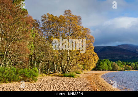 Colourful autumn foliage on trees lit up by bright sunshine, at the edge of the sandy beach at Loch Morlich, Glenmore, Cairngorms, Scottish Highlands. Stock Photo