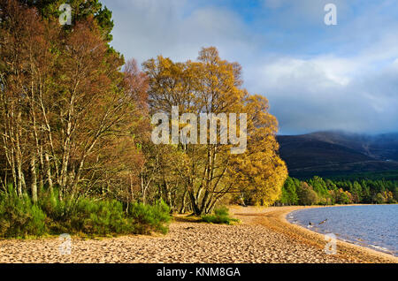 Colourful autumn foliage on trees lit up by bright sunshine, at the edge of the sandy beach at Loch Morlich, Glenmore, Cairngorms, Scottish Highlands. Stock Photo