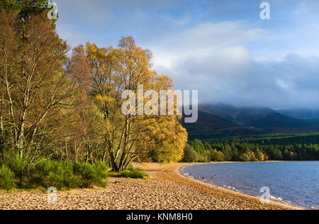 Colourful autumn foliage on trees lit up by bright sunshine, at the edge of the sandy beach at Loch Morlich, Glenmore, Cairngorms, Scottish Highlands. Stock Photo