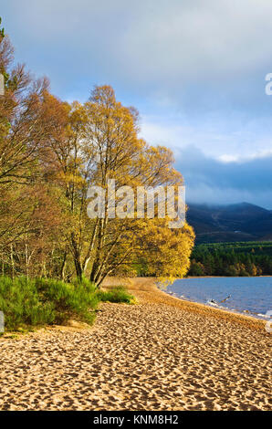 Colourful autumn foliage on trees lit up by bright sunshine, at the edge of the sandy beach at Loch Morlich, Glenmore, Cairngorms, Scottish Highlands. Stock Photo