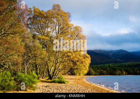 Colourful autumn foliage on trees lit up by bright sunshine, at the edge of the sandy beach at Loch Morlich, Glenmore, Cairngorms, Scottish Highlands. Stock Photo