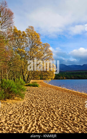 Colourful autumn foliage on trees lit up by bright sunshine, at the edge of the sandy beach at Loch Morlich, Glenmore, Cairngorms, Scottish Highlands. Stock Photo