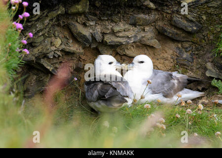 Northern Fulmar (Fulmarus glacialis) adult pair, nesting on cliff ledge, Skirza head, Scotland, UK Stock Photo