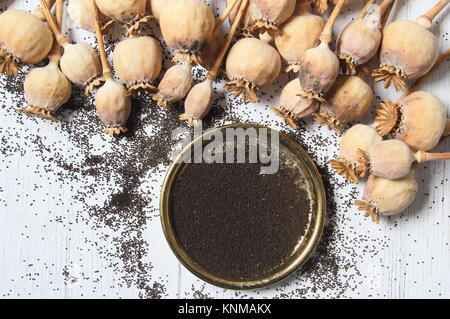 Saving poppy seed. Collecting seed from dried poppy flower heads of Papaver somniferum Stock Photo