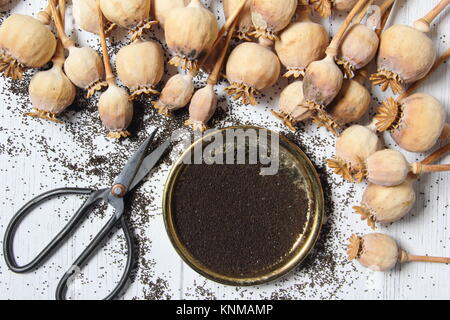 Saving poppy seed. Collecting seed from dried poppy flower heads of Papaver somniferum Stock Photo