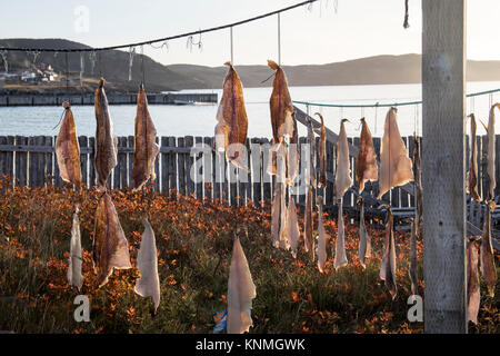 Pieces of salt cod drying on string on outdoor poles in Bonavista harbor, Newfoundland, Canada. Stock Photo