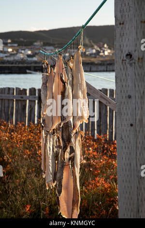 Pieces of salt cod drying on string on outdoor poles in Bonavista harbor, Newfoundland, Canada. Stock Photo