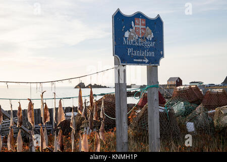 Pieces of salt cod drying on string on outdoor poles next to signs in Mockbeggar Plantation sign and traps in Bonavista harbor, Newfoundland, Canada. Stock Photo