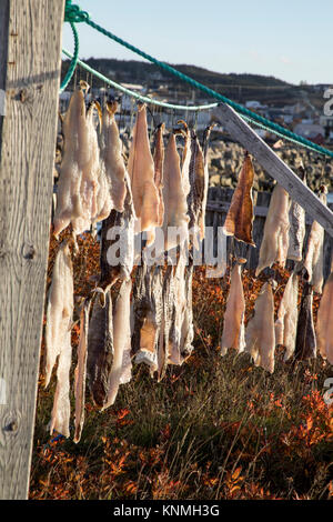 Pieces of salt cod drying on string on outdoor poles in Bonavista harbor, Newfoundland, Canada. Stock Photo