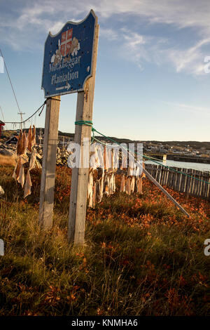 Pieces of salt cod drying on string on outdoor poles next to signs in Mockbeggar Plantation sign and traps in Bonavista harbor, Newfoundland, Canada. Stock Photo