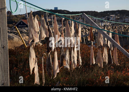 Pieces of salt cod drying on string on outdoor poles in Bonavista harbor, Newfoundland, Canada. Stock Photo