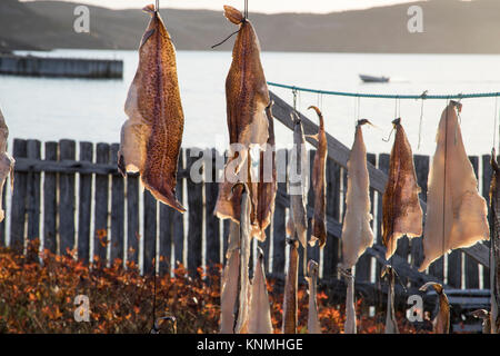 Pieces of salt cod drying on string on outdoor poles in Bonavista harbor, Newfoundland, Canada. Stock Photo