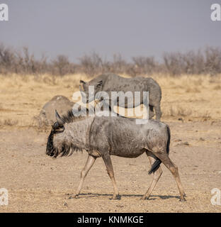 Blue Wildebeest in Namibian savanna Stock Photo