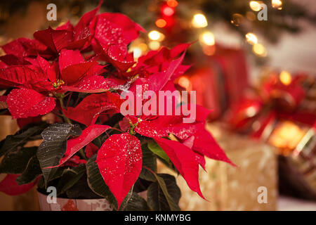 Red Poinsettia (Euphorbia pulcherrima), Christmas Star flower, with decorative snowflakes on the leaves. Festive red and golden Christmas background w Stock Photo