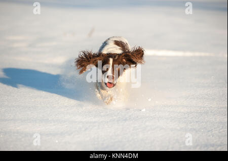 Springer Spaniel in the Snow Stock Photo