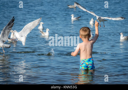 Little caucasian boy standing in the sea and throwing pieces of bread to white seagulls Stock Photo