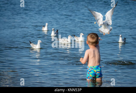 Little caucasian boy standing in the sea and throwing pieces of bread to white seagulls Stock Photo