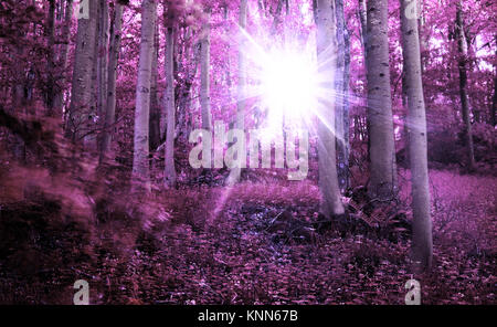 infrared forest landscape with sunrays over the trees Stock Photo