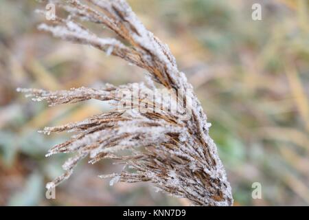 Frozen grain Stock Photo