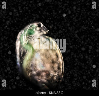 Daphnia in the water column, visitor from another world Stock Photo