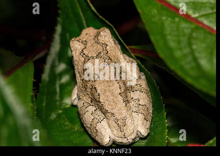 Grey Treefrog perched on leaf. Stock Photo