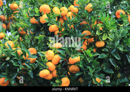 Ripe orange tangerines on tree, Hawaii Stock Photo