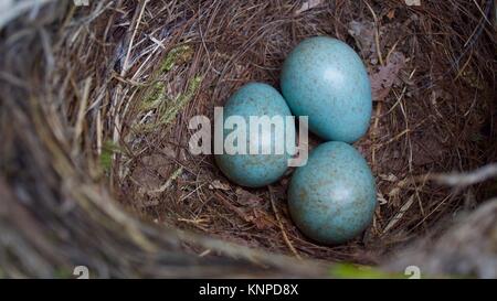 Three blackbird eggs in a nest in Ely, Cambridgeshire, taken with a macro lens. Stock Photo