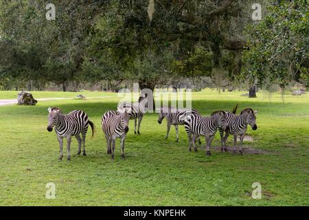 A herd of captive Zebras at Busch Gardens, Tampa, Florida, USA Stock Photo