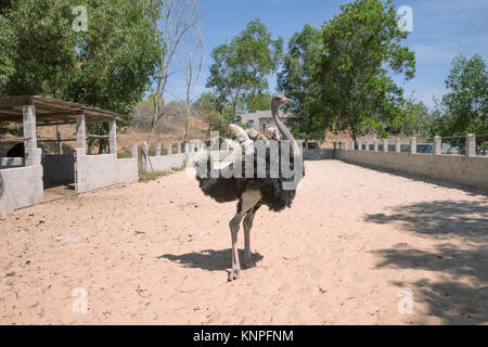 Ostrich or Common Ostrich (Struthio camelus), reared in a fence for tourists, in Vietnam. Stock Photo