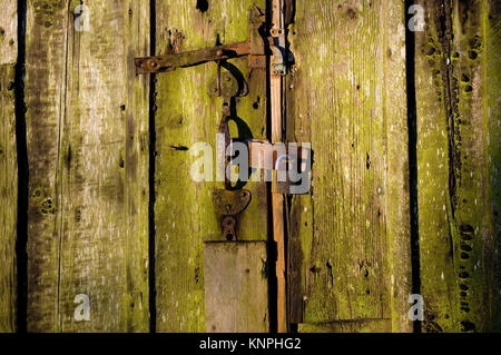 old weathered wooden garden shed door with padlock, norfolk, england Stock Photo